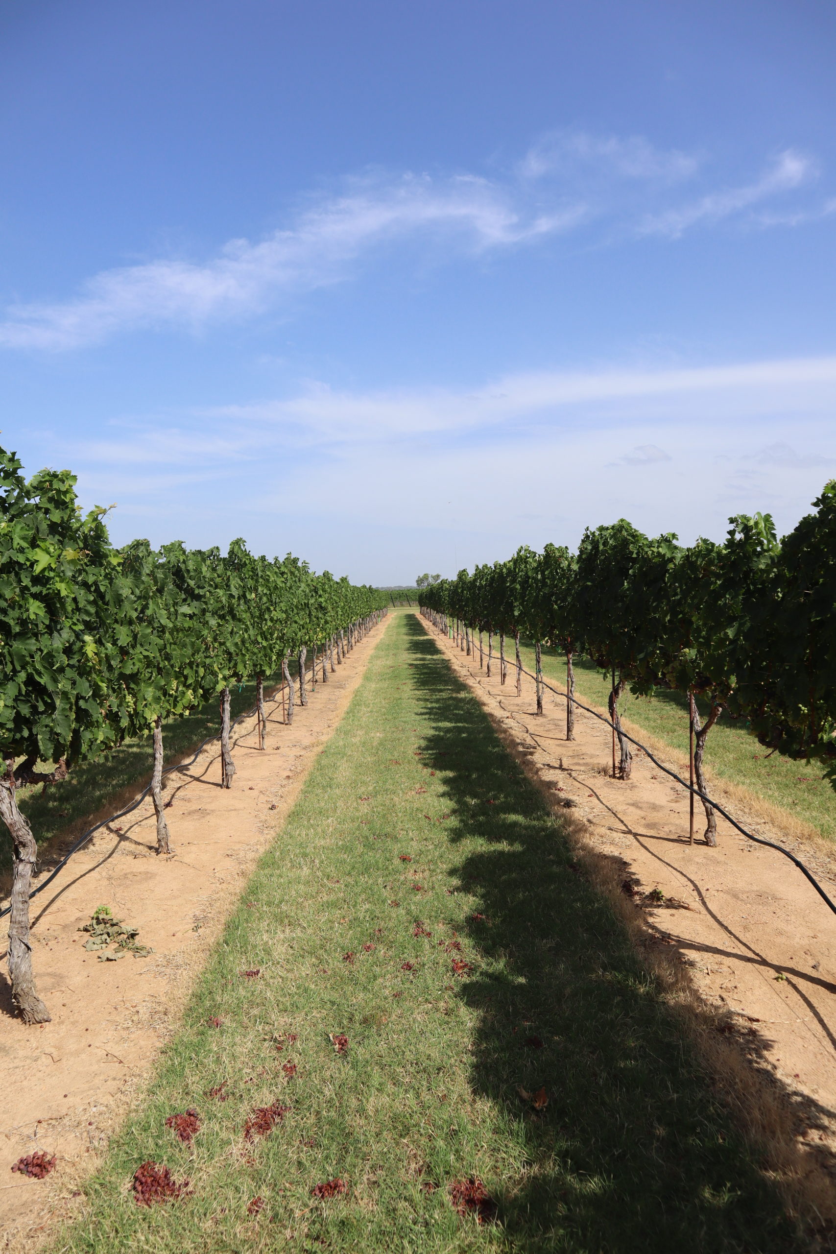 Wineries in Fredericksburg, Texas | Say Sarah | Texas Travel