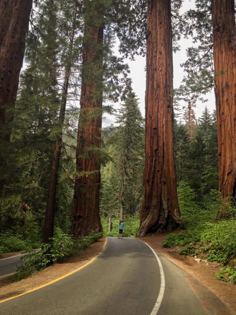 Nature picture of the Sequoia Redwood trees.