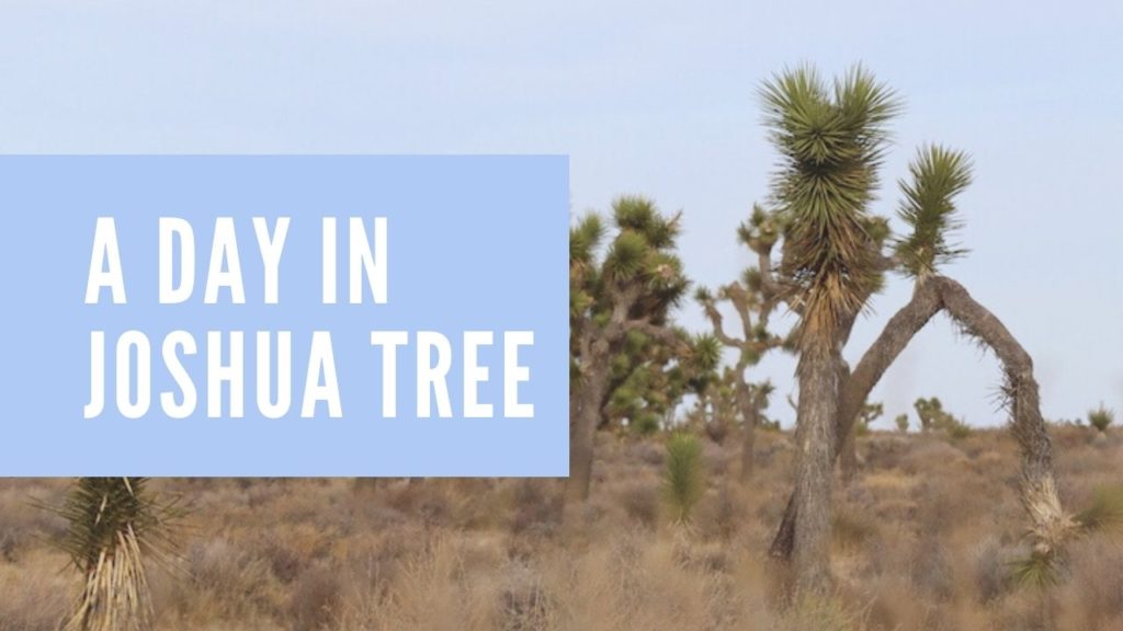 A graphic representing one of the most recent posts titled A Day in Joshua Tree.