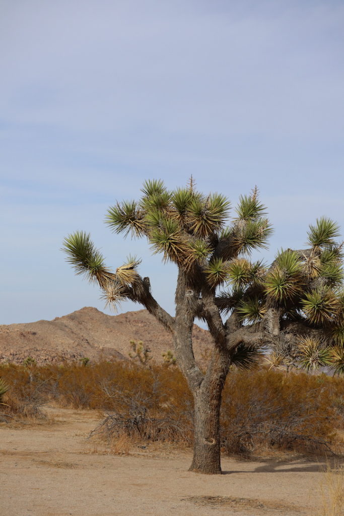 A single Joshua Tree in the national park.