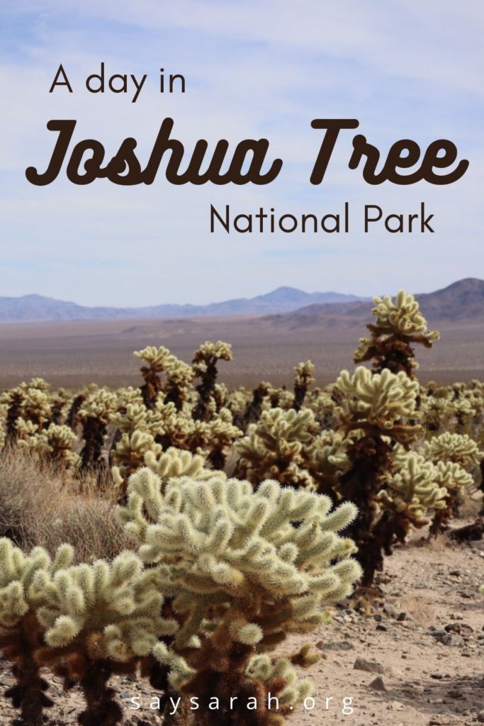 A pinnable graphic representing the travel blog post titled "A day in Joshua Tree National Park" with an image of the Cholla Cactus Garden.