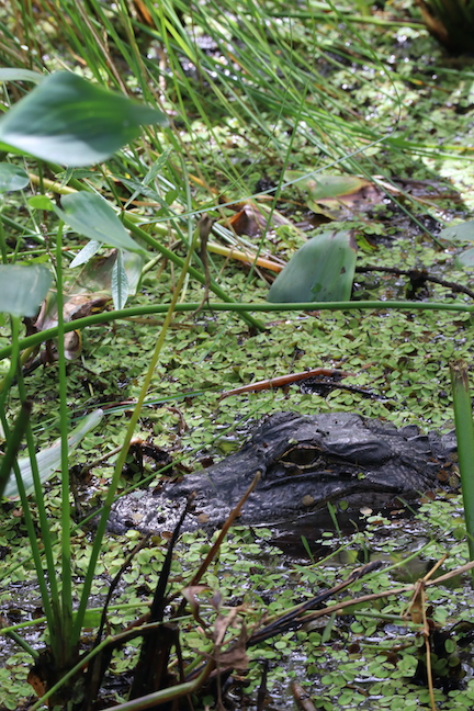 An alligator peaking it's head from the water in the swamps of Barataria Preserve.