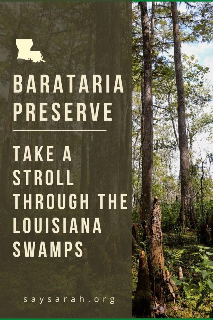 Pinnable image to represent the blog titled "Barataria Preserve - Take a stroll through the Louisiana swamps"
