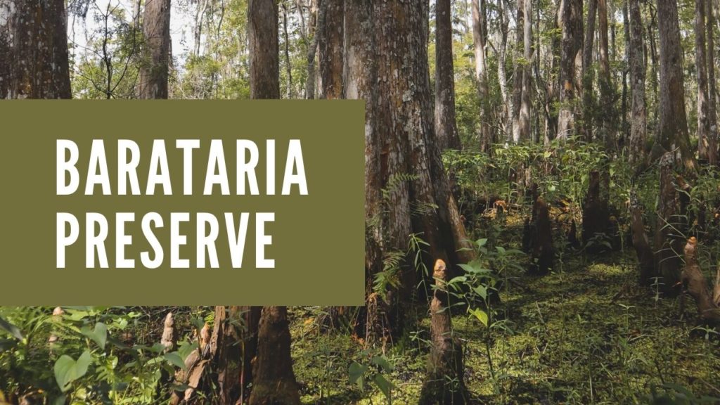 An image representing the new blog titled Barataria Preserve. A day trip from New Orleans, Louisiana.