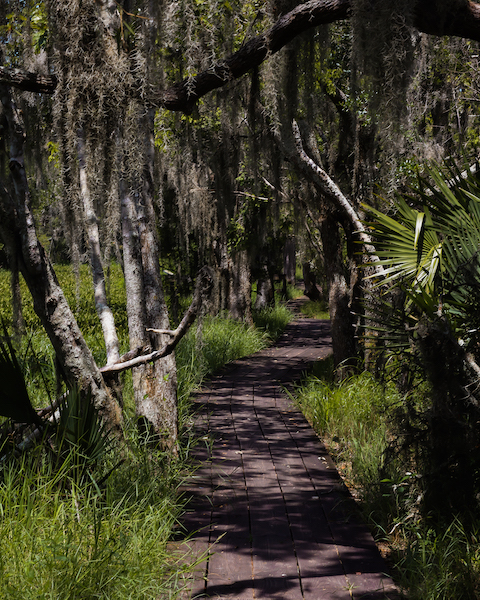 The Marsh Overlook Trail board walk outside of New Orleans, Louisiana.
