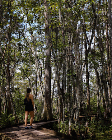 The boardwalk trail with bald cypress trees at the Visitor Center Trail.