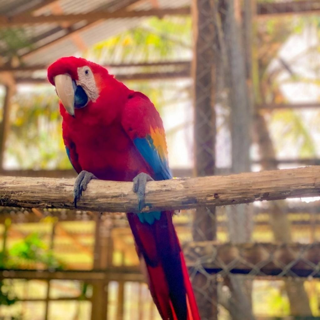 Homepage picture of a parrot to represent Latin America.
