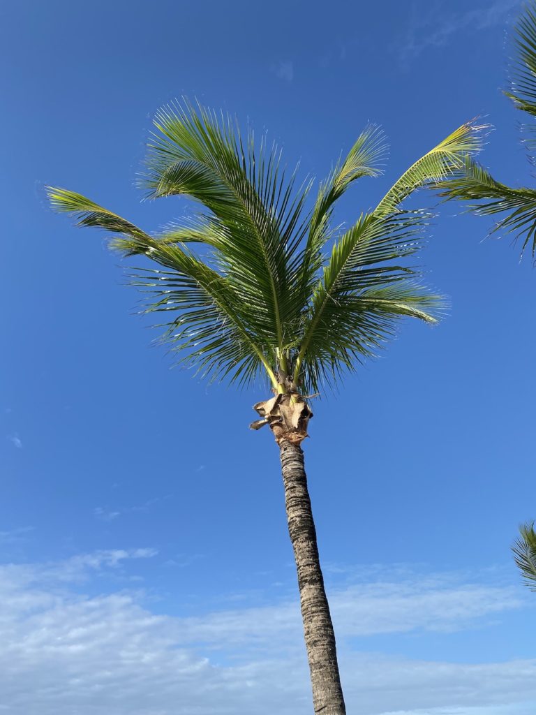 A palm tree in the beautiful Caribbean sky.