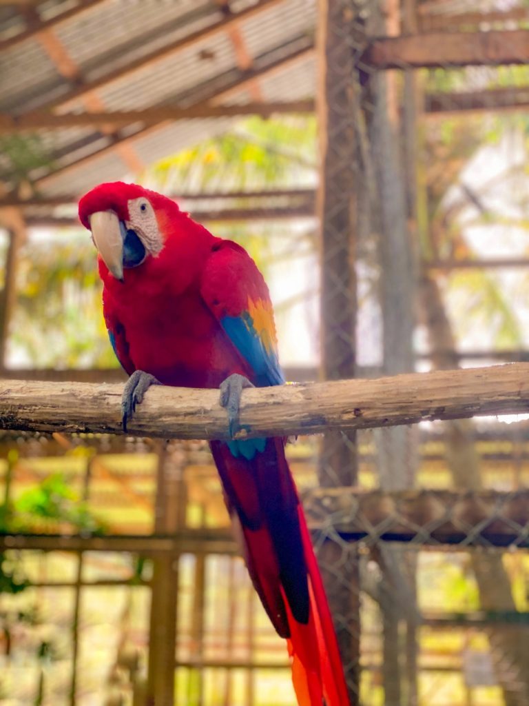 An image of a parrot on the island of Roatan in Honduras.