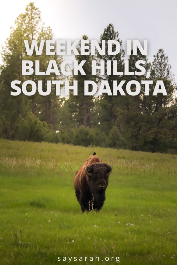 Pin representing the travel blog titled Weekend in Black Hills South Dakota with a bison in the wildlife loop.