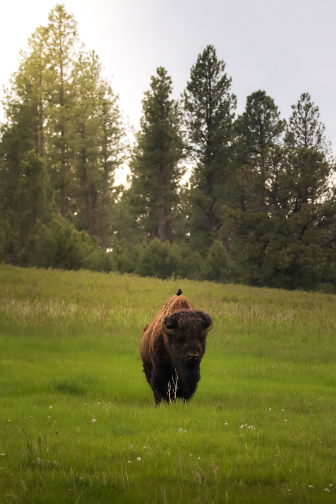 Bison found in Custer state park